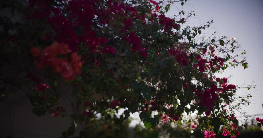Vibrant pink bougainvillea flowers on a lush vine bask in the bright sunlight against a clear sky