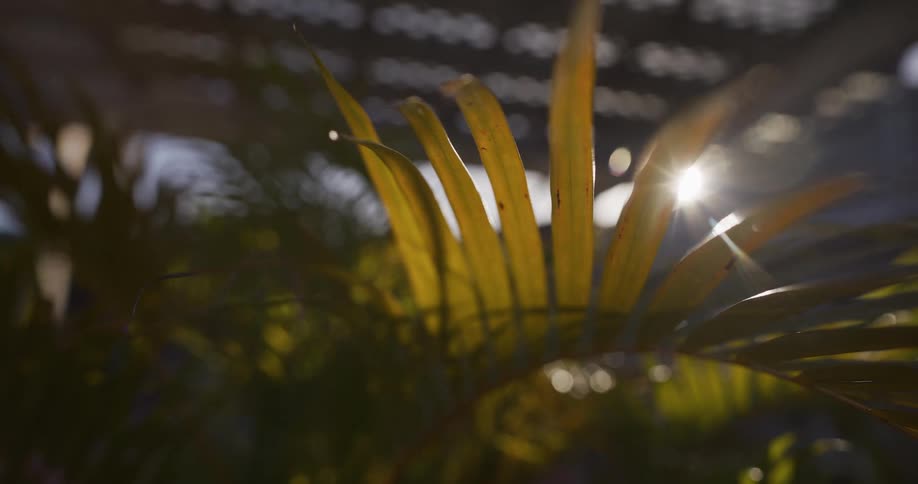 A slow zoom-out reveals sun-drenched palm fronds with a bright lens flare creating a peaceful, dreamy atmosphere