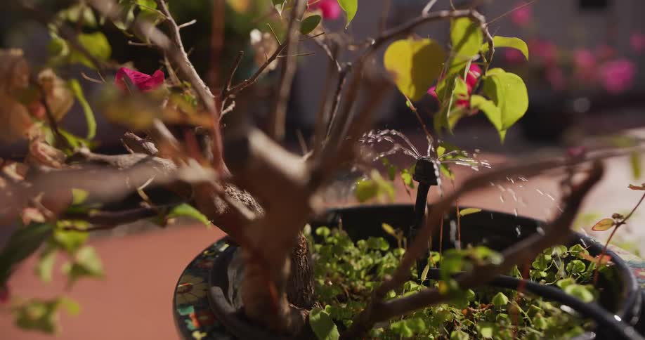 An automated watering system with a sprinkler head hydrates a potted plant on a sunlit patio