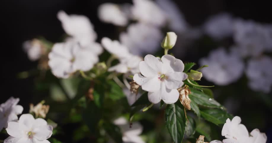 A delicate white impatiens flower stands out in the soft light against a dark background in a garden