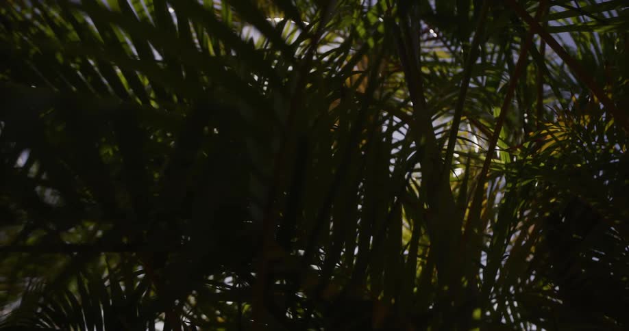 Bright sunlight peeks and flares through the silhouetted leaves of a tropical palm tree as the camera slowly pans