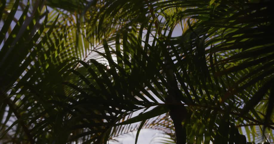 Sunlight filters through silhouetted palm tree fronds in a slow-motion pan, evoking a sense of tropical tranquility