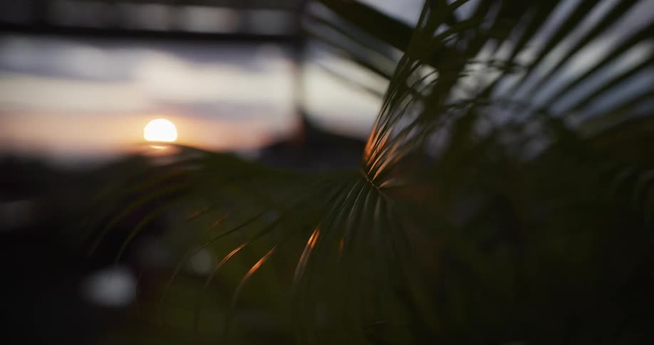 Serene time-lapse shows the setting sun glowing behind a silhouetted palm leaf at dusk