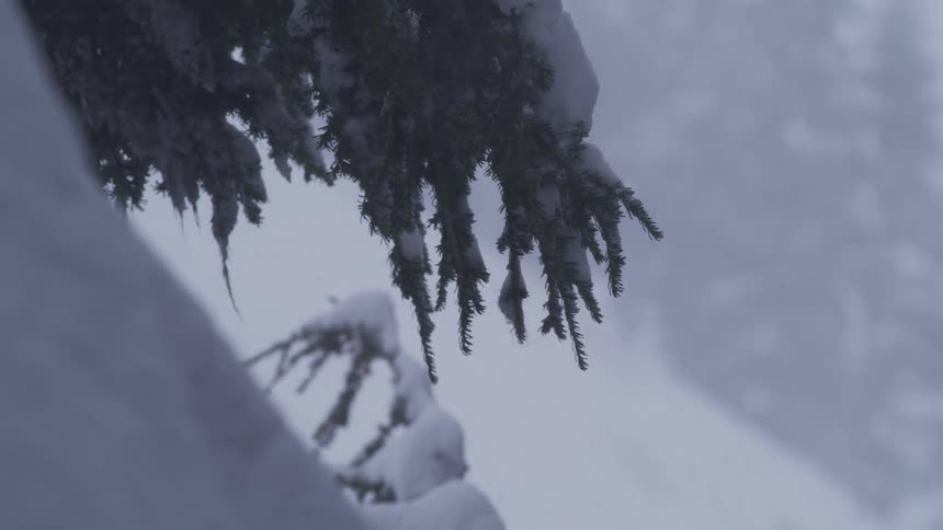 A close-up view of a snow-covered pine tree branch swaying gently as heavy snow falls during a winter storm