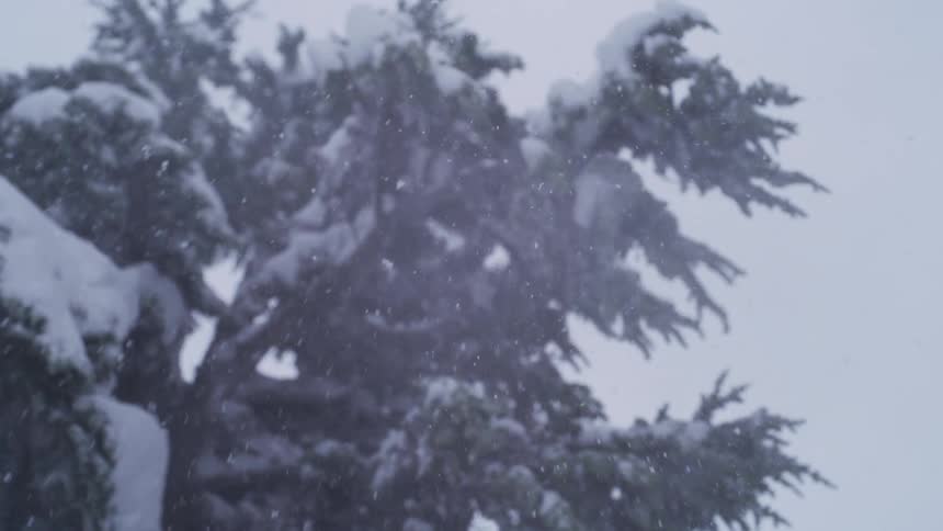 A close-up slow-motion view shows thick snowflakes falling during a winter storm against a snow-covered pine tree