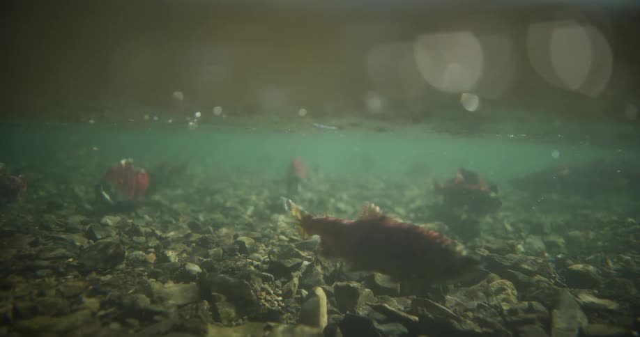 An underwater split shot shows red salmon swimming slowly in a shallow, rocky river during their spawning run