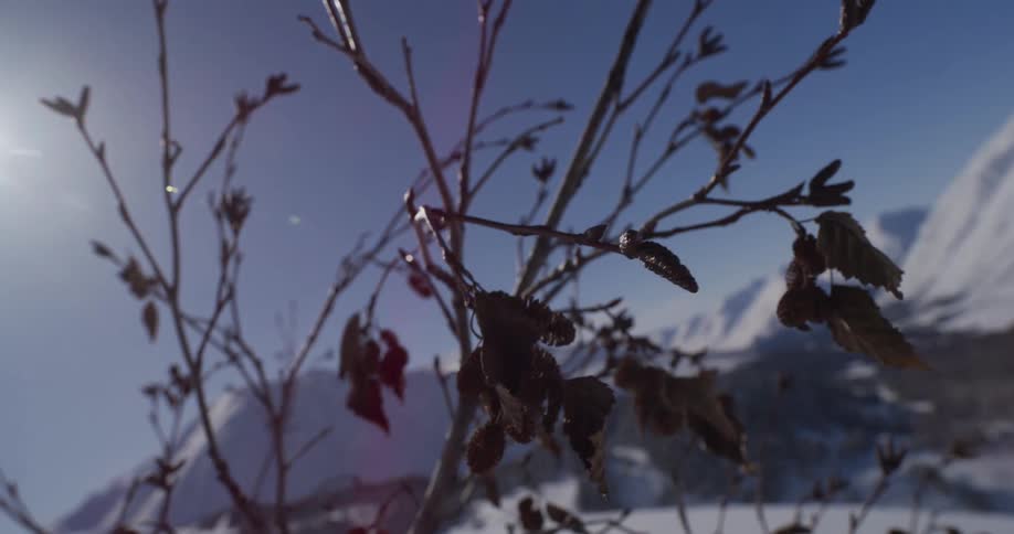 A close-up of a winter bush's bare branches with a few dried leaves against a bright sun and snow-covered mountains