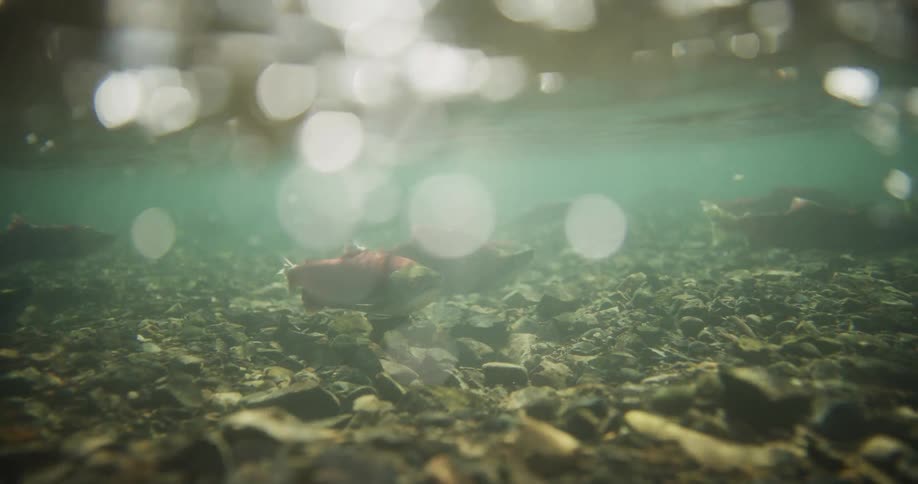 A serene underwater scene shows a group of red sockeye salmon resting in a sun-dappled, rocky riverbed