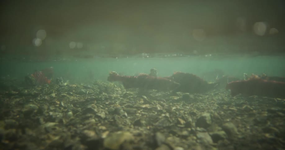 An underwater split-level view captures sockeye salmon swimming slowly over a rocky riverbed during their spawning season