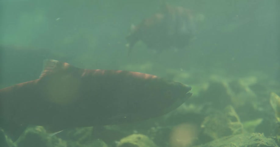 Underwater close-up of sockeye salmon swimming calmly in a murky green river during their spawning season