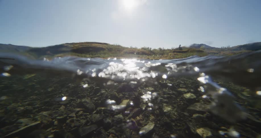 A split half-underwater view of red salmon spawning and swimming upstream in a clear, sunlit river
