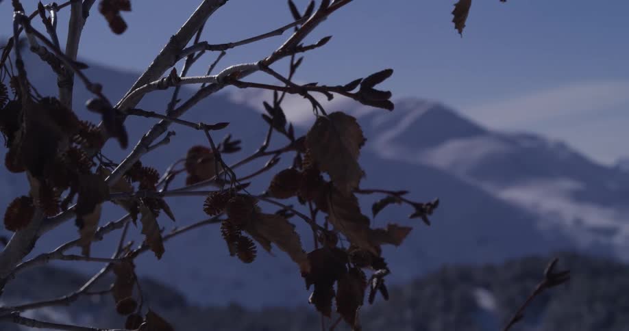 A serene close-up of a frosty tree branch with dried leaves swaying gently against a backdrop of snow-covered mountains
