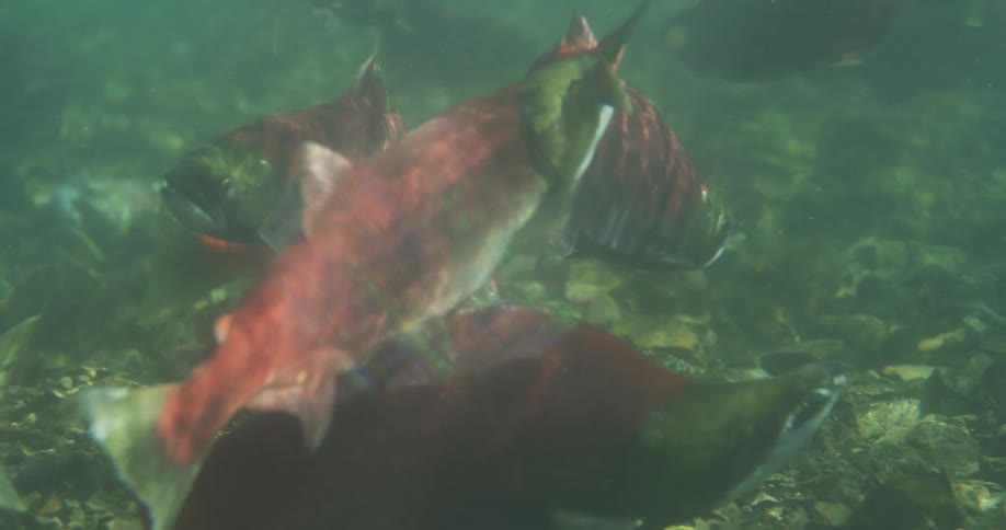 An underwater view captures a school of red Sockeye salmon congregating in a murky river to spawn