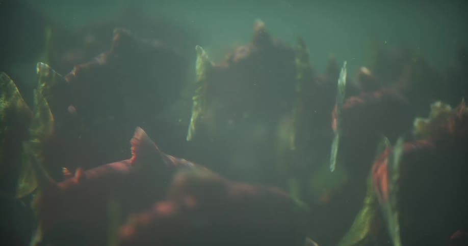 A dense school of sockeye salmon swims slowly together in the murky green river water