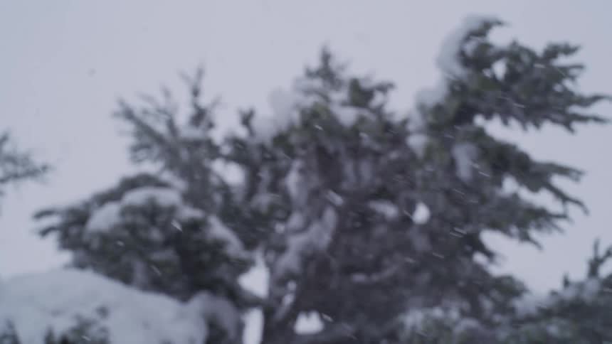 A slow-motion close-up of snowflakes gently falling with a snow-covered evergreen tree blurred in the background