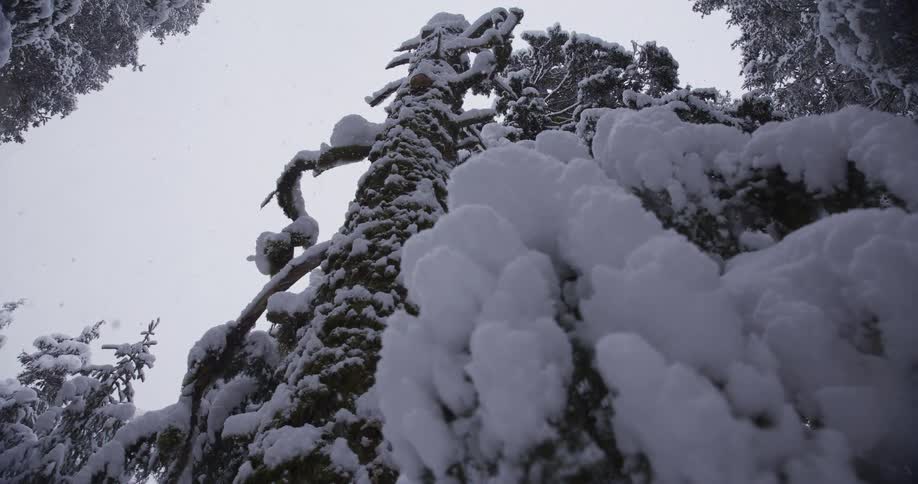 A slow pull-back shot reveals a majestic, snow-covered pine tree as snowflakes gently fall in a quiet winter forest