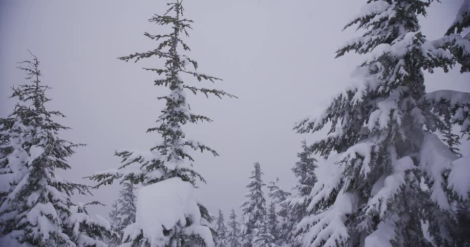A serene view of snow gently falling on tall evergreen trees in a quiet winter forest