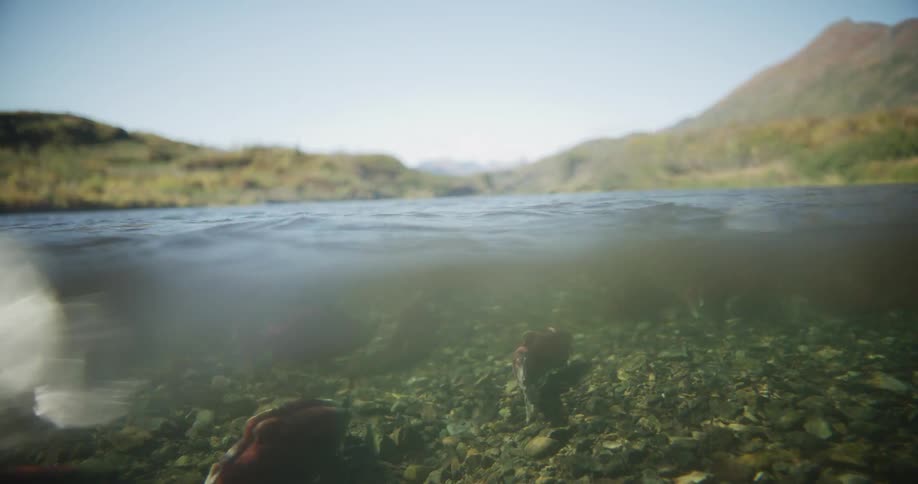 A camera lowers into a clear river revealing a school of red sockeye salmon spawning on the rocky bottom
