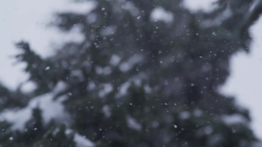 Gentle snowflakes fall in slow motion, gradually revealing a snow-dusted pine tree in a serene winter scene