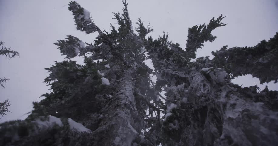 A dramatic low-angle slow-motion shot looks up at a snow-covered evergreen tree during a heavy snowstorm