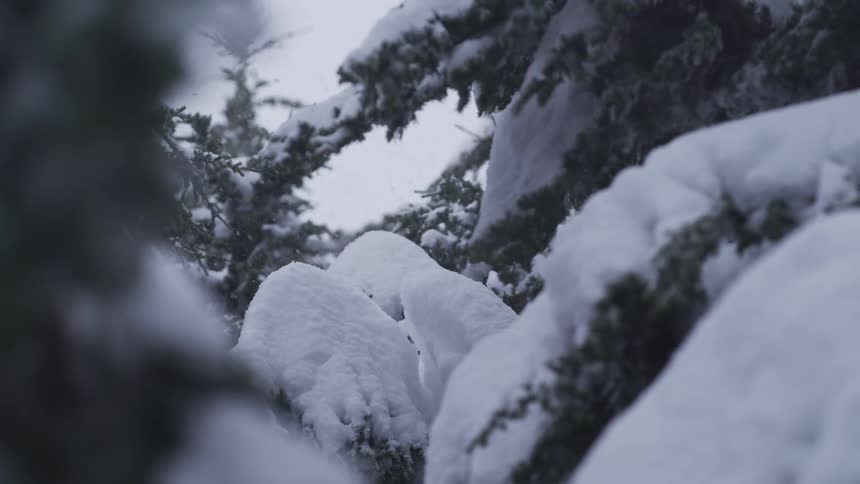 Snow gently falls onto the heavy, snow-laden branches of an evergreen tree in a quiet winter forest