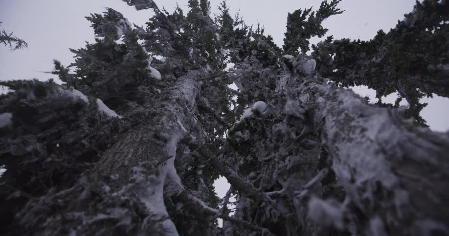 A dramatic low-angle view looking up through two large evergreen trees covered in snow as snowflakes gently fall