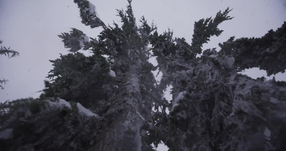 Snow gently falls on a tall evergreen tree in a quiet winter forest, filmed in slow motion from below