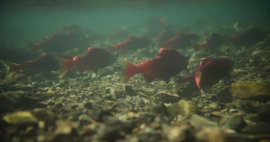 An underwater low-angle shot captures a school of red sockeye salmon swimming in a shallow rocky river