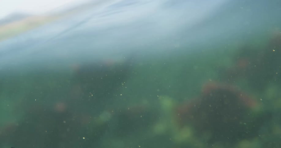 A serene, half-underwater view of a calm, murky ocean with a blurry kelp forest below the surface