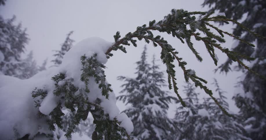 Snow gently falls on a snow-covered evergreen branch in a peaceful winter forest