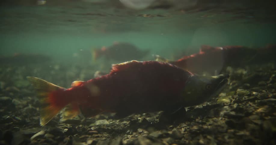 A close-up underwater shot of a spawning male Kokanee salmon resting on the rocky bottom of a stream