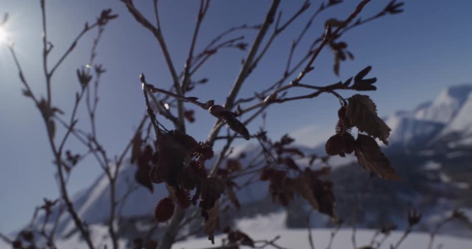 A slow-motion close-up captures a silhouetted tree branch with dried leaves against the bright winter sun, with a vast snowy mountain range in the background