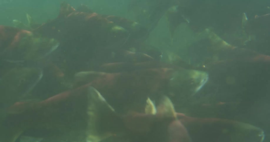 Close-up underwater shot of a massive school of red Sockeye salmon swimming in murky river water