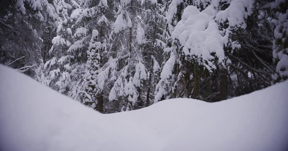 Slow dolly shot reveals a serene winter wonderland of snow-covered evergreen trees in a dense forest