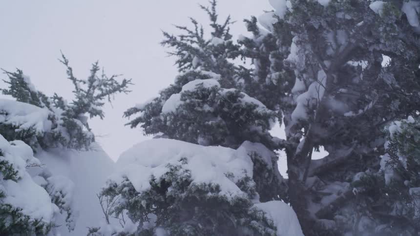 A winter blizzard rages as snow falls in slow motion, heavily coating evergreen trees