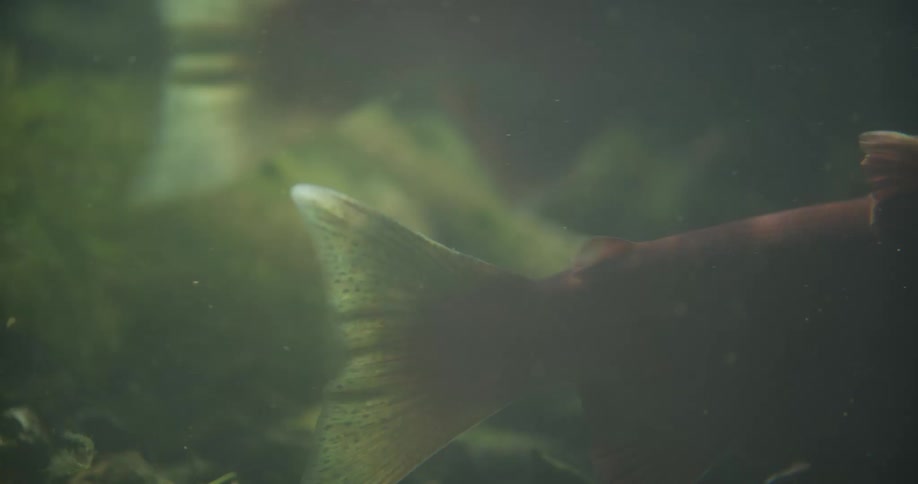 Close-up underwater view of a red salmon's tail fin as it rests near the riverbed