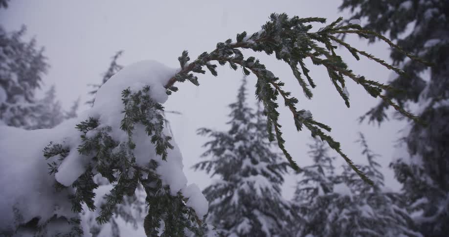 A close-up of a snow-covered evergreen branch as snowflakes gently fall in a quiet winter forest