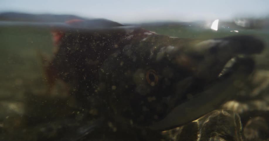An over-under shot captures an exhausted salmon resting on a rocky riverbed after spawning