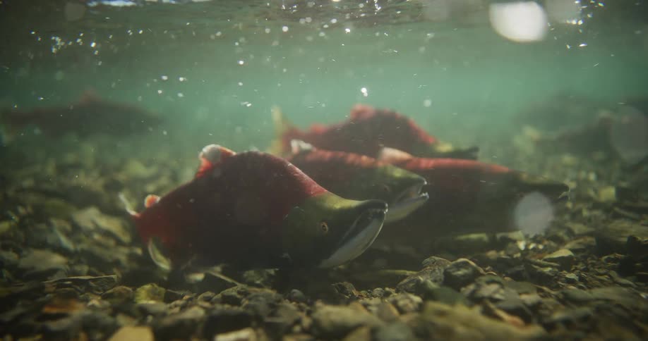 A close-up underwater shot shows a school of red sockeye salmon resting on a rocky riverbed