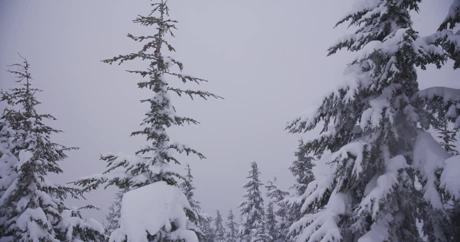 A slow pull-back shot reveals a quiet, snow-covered forest during a gentle snowfall