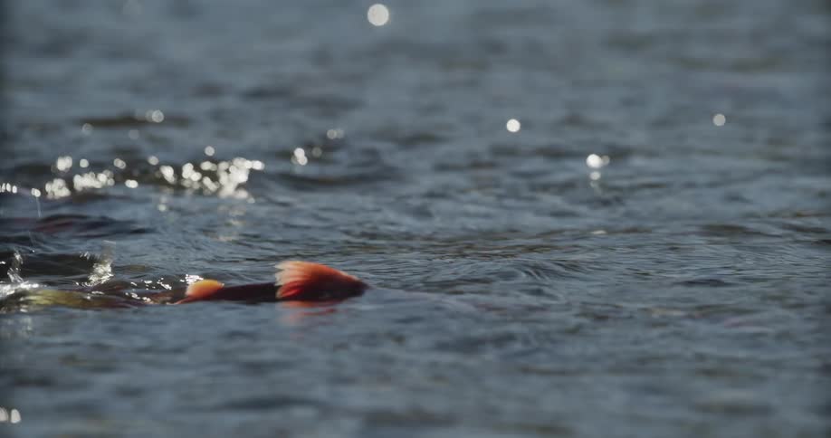 Close-up slow-motion view of sockeye salmon swimming upstream in a sunlit river during spawning season