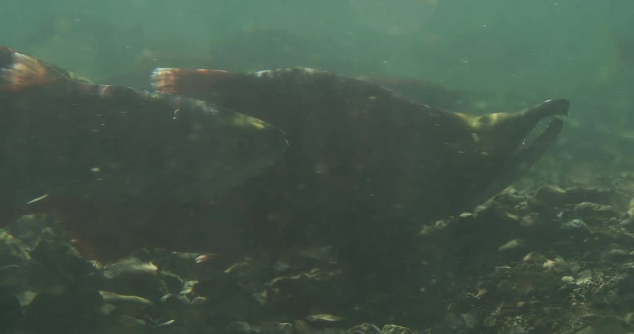 A close-up underwater shot of spawning salmon resting near the murky, rocky riverbed