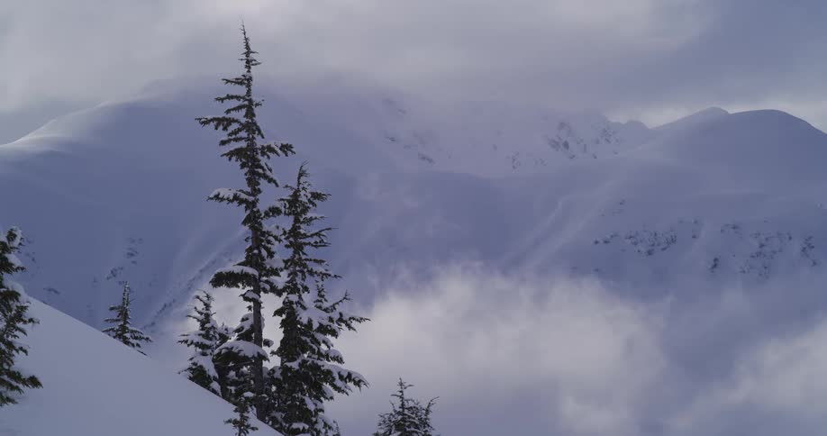 A tranquil winter scene of snow-covered evergreen trees standing before a vast, majestic mountain range shrouded in clouds and fog