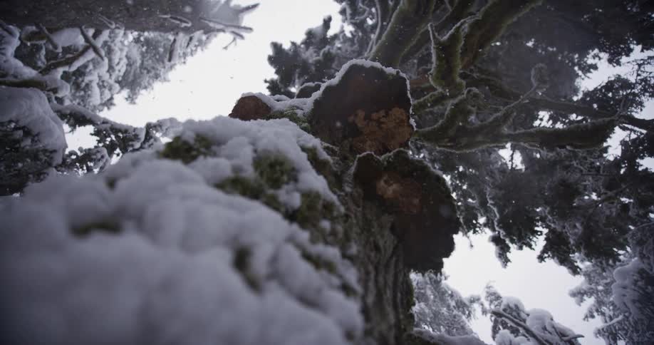 Serene low-angle shot looking up a massive snow-covered tree trunk as gentle snowflakes fall in a quiet winter forest