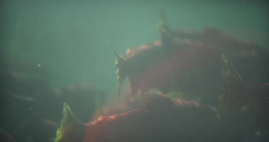 A large school of red sockeye salmon swim slowly together in murky, green river water
