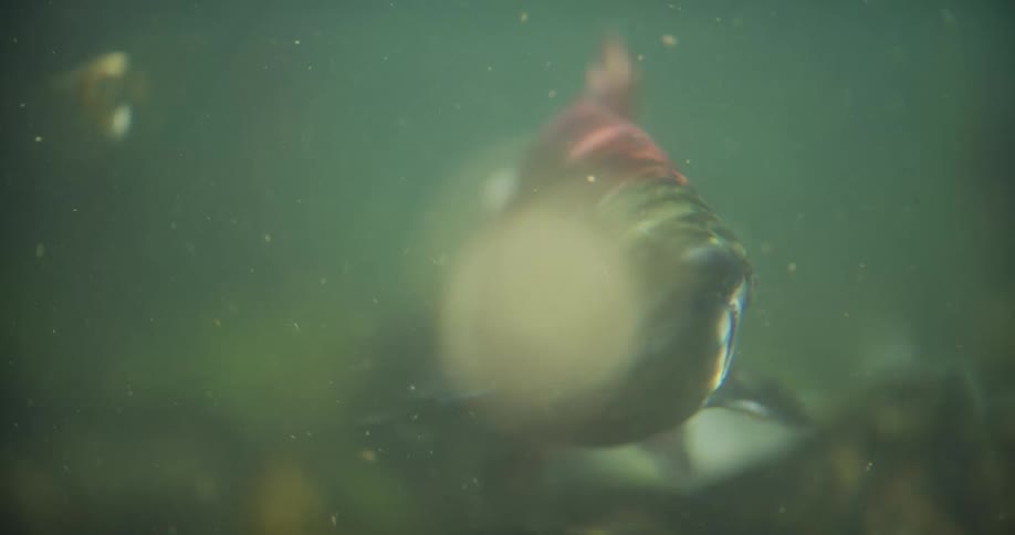 An underwater close-up shows a vibrant red sockeye salmon breathing in the murky green water of a river