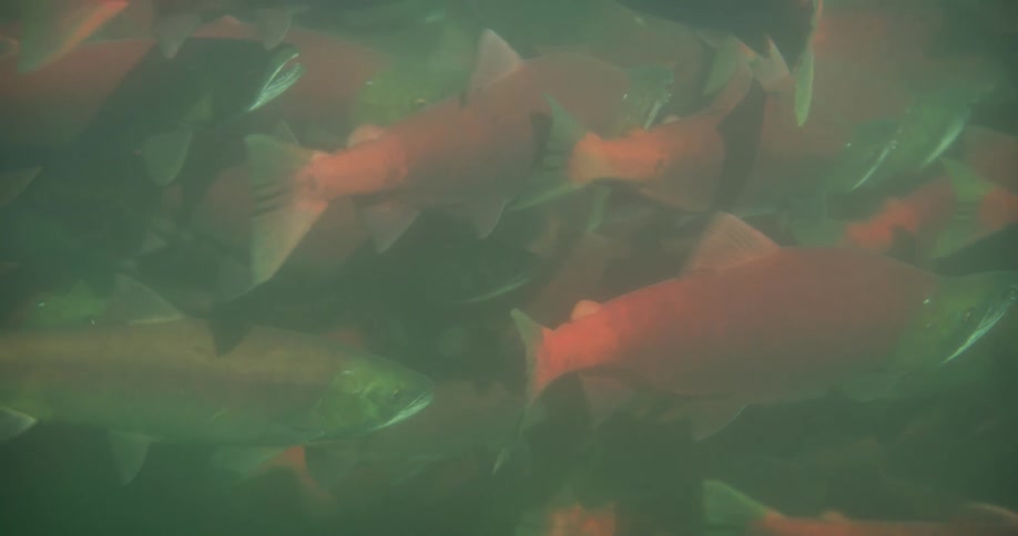 A dense school of Sockeye Salmon with red bodies and green heads swims slowly in murky green water