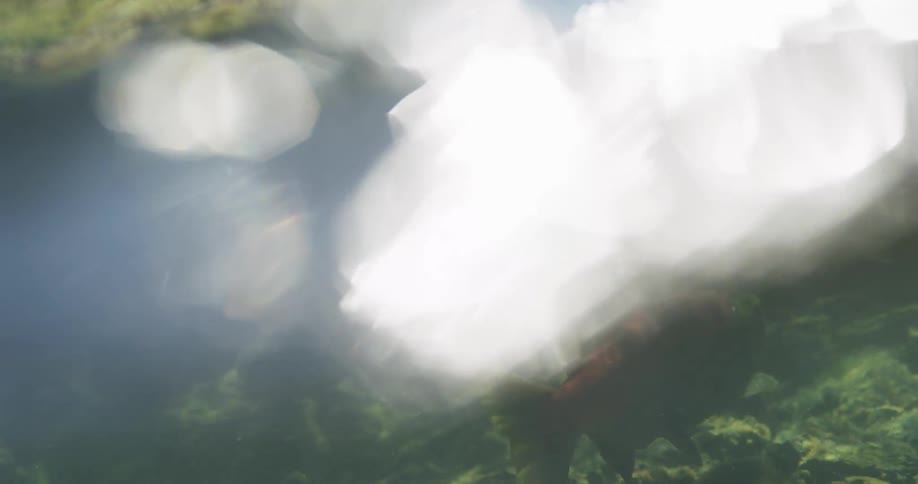 Dreamy underwater shot captures red salmon swimming through a sunlit river during their annual spawning run