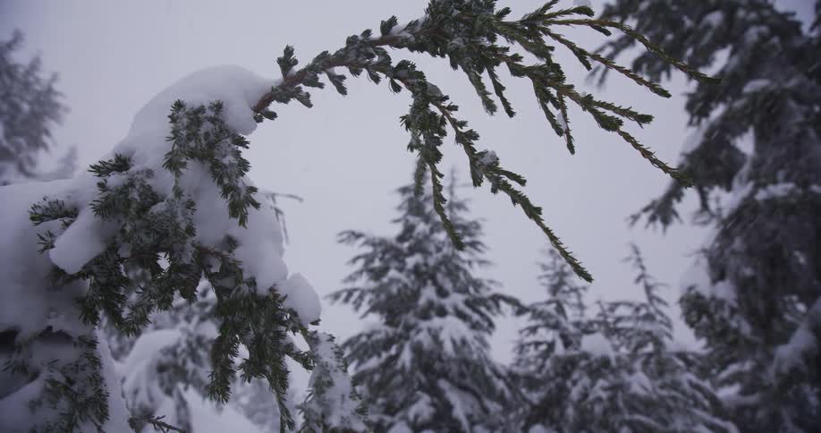 A snow-covered evergreen branch hangs heavily as gentle snow falls in a quiet winter forest