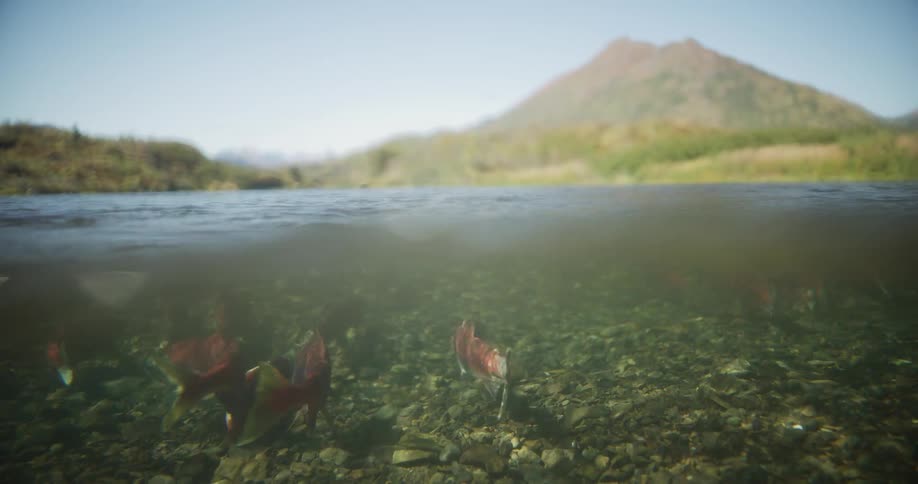 An enchanting over-under view of red sockeye salmon swimming in a clear, shallow river with a large mountain in the background